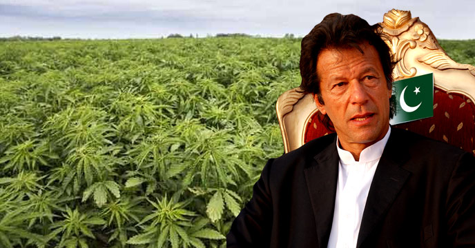 Pakistan sees a future in cannabis cultivation