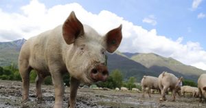 African swine flu fever in Tripura