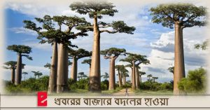 Amazing baobab tree of Africa