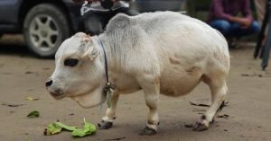 Bangladeshi cow Rani recognized as world’s smallest