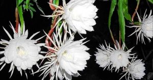 Brahma Kamal flower blooming in Uttarakhand