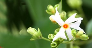 Medicinal Benefits Of Parijat Or Night Jasmin