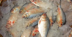 Hilsa