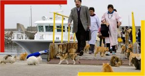 tashirojima cat-island