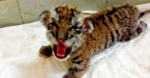 white tiger Chittagong