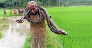 old man died after being bitten by the King Cobra