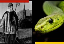 Ireland: সন্দেশে জল নাই, আর সাপ নেই আয়ারল্যান্ডে There are no snakes in Ireland