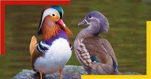 Temperature Dependent Sex Determination