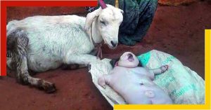 Goat Gives Birth To 'Human-like' Baby