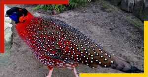 Satyr Tragopan