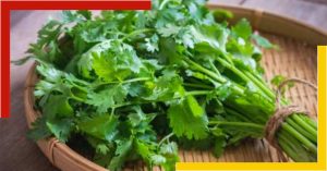 coriander-leaf