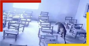 leopard-in-aligarh-chaudhary-nihal-singh-inter-college