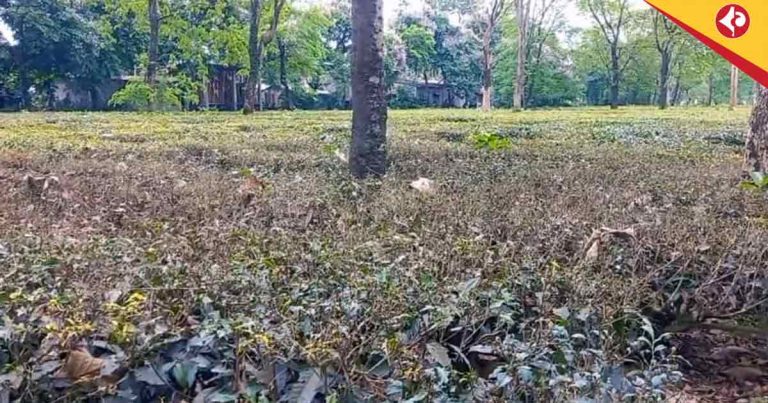 Dooars Tea Gardens: Tea Industry Battles Looper Caterpillar with Innovative Light Trap Solution