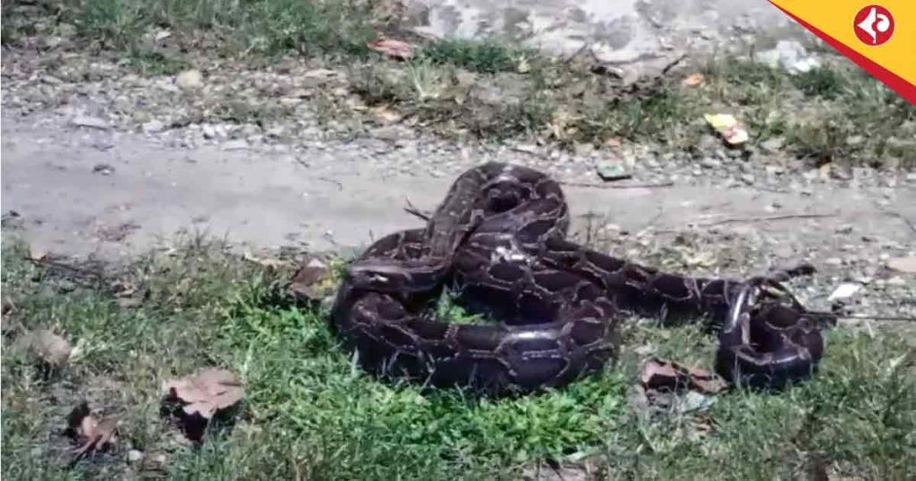 Banarhat in Shock: Huge Python Captured Near Berubag River by Locals